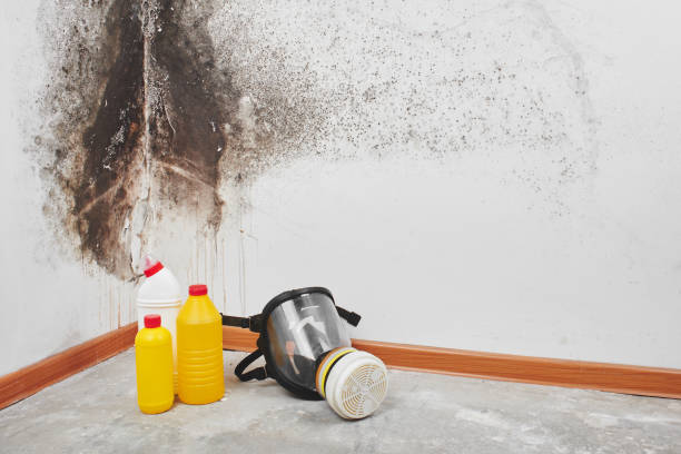 Best Commercial Mold Removal  in Black Earth, WI