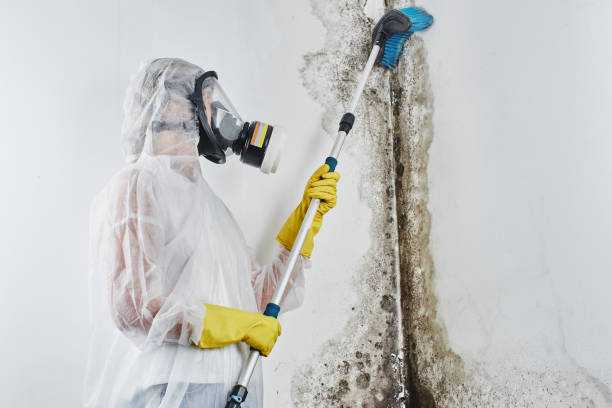 Best Emergency Mold Removal  in Black Earth, WI