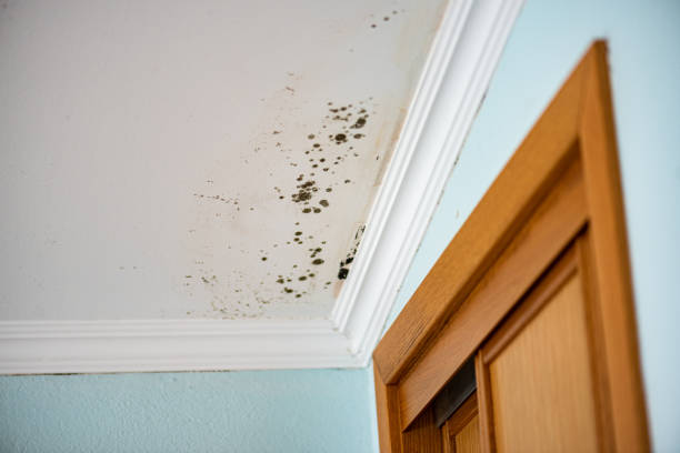 Best Office Mold Removal Services  in Black Earth, WI