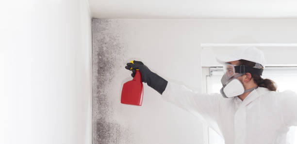 Best Professional Mold Removal  in Black Earth, WI