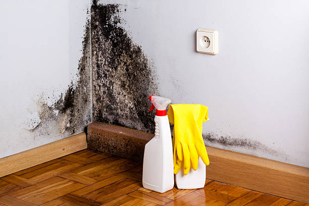 Best Toxic Mold Removal  in Black Earth, WI