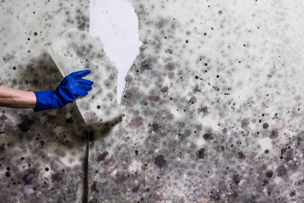 Best Residential Mold Removal  in Black Earth, WI